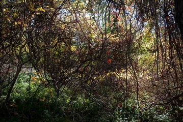 <h5>Projets personnels</h5><p>La puissance de la nature</p>