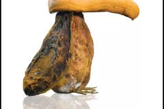 Fruits_pourris_pinpapaye