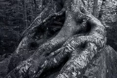 Laurentides_Roots